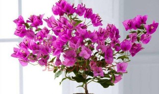 三角梅换盆注意事项（夏天三角梅换盆注意事项）