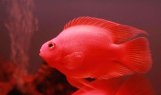 迷你鹦鹉鱼怎么看公母 迷你鹦鹉鱼怎么看公母图片