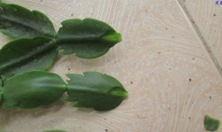 叶仙嫁接蟹爪兰教程（叶仙怎样嫁接蟹爪兰成活率高视频）