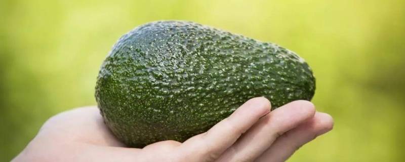 女人吃牛油果有什么好处（女人吃牛油果有什么好处和坏处）