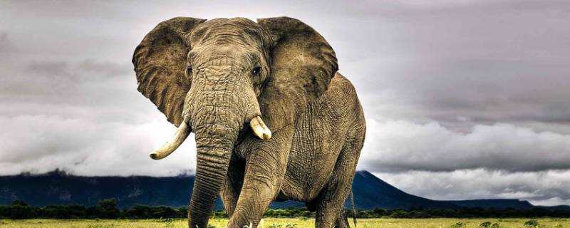 大象在雪地里踩的脚印像什么 大象在雪地里踩的脚印像什么呢