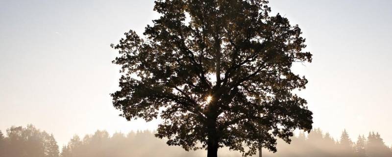 树的作用有什么 树的作用有什么特点