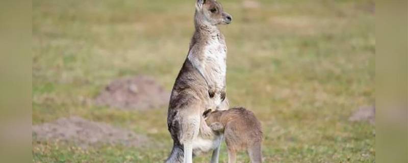袋鼠袋子里有粪便怎么办（袋鼠袋子里的脏东西）