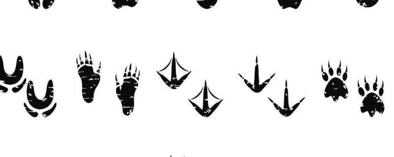 小鸡的脚印像什么形状 小鸡的脚印像什么形状图片简笔画