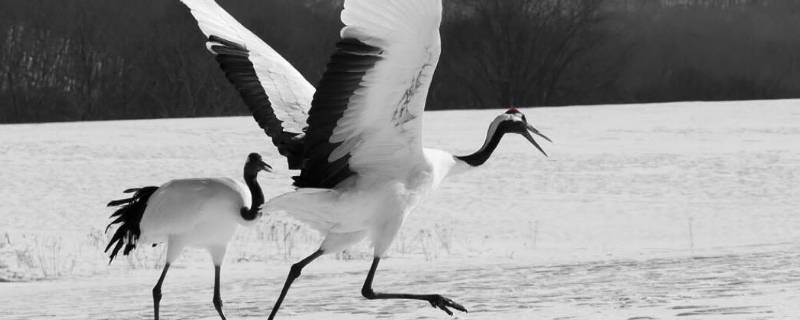 鹤代表什么象征意义 仙鹤寓意死人