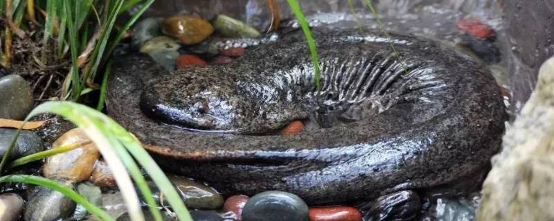 娃娃鱼的叫声是什么声音（娃娃鱼叫声音试听）