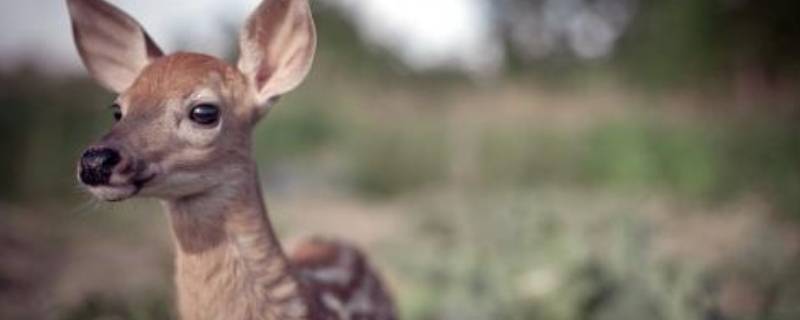 小鹿脚印什么形状（小鹿的脚印像什么图案）