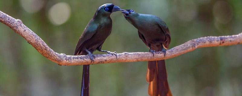 黑头蓝尾巴是什么鸟（黑头灰喜鹊）