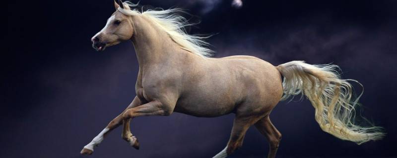 马可以活多少年 一匹马可以活多少年