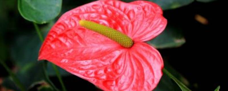 山羊的脚印像什么花呢 山羊的脚印像什么花呢怎么画