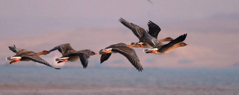 大雁飞行时为什么要排队（大雁飞行时为什么要排队形,内容简介）