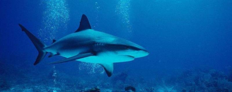 海洋中的海中霸王是什么 海中霸王是什么恐龙