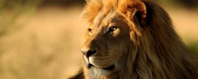 狮子的外形特点和本领 狮子的外形特点和本领作文