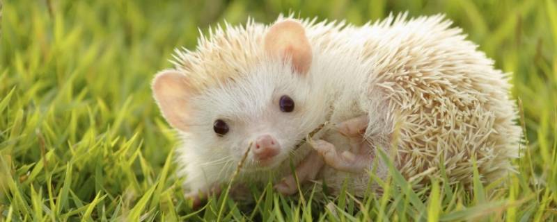 带刺的动物（带刺的动物有哪些除了刺猬）