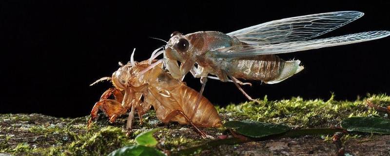 蝉的外形特征 蝉的外形特征描写简短20字