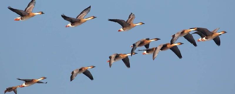 大雁往南飞是因为什么 大雁往南飞是因为什么原因