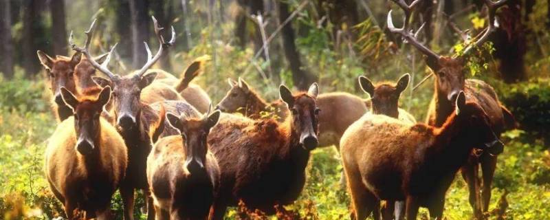 四不相都像哪些动物（四不相是哪四种动物）