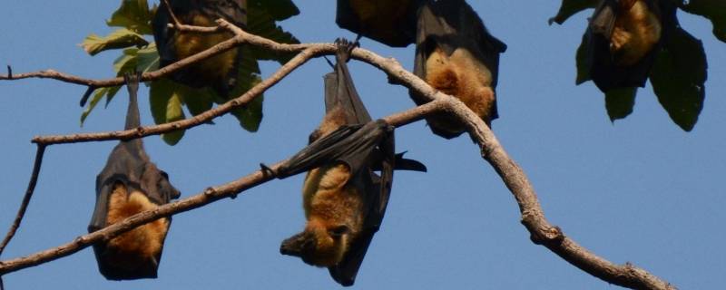 蝙蝠是保护动物吗（山西蝙蝠是保护动物吗）