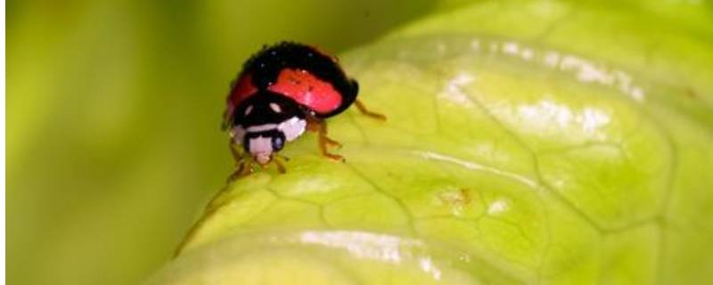 四星瓢虫是益虫还是害虫 五星瓢虫是益虫还是害虫