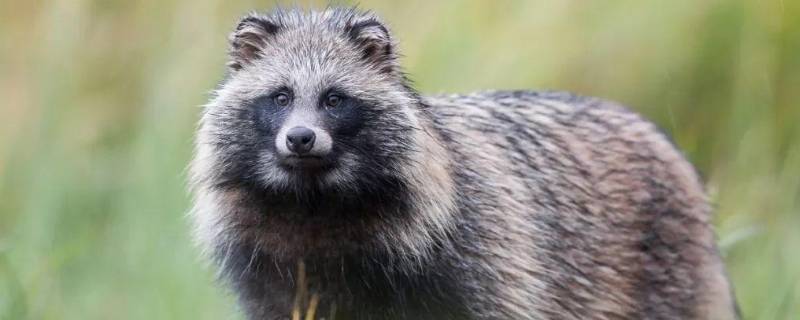 一丘之貉代表什么动物 一丘之貉是什么动物