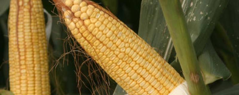 粟玉是什么 粟玉是什么生肖动物