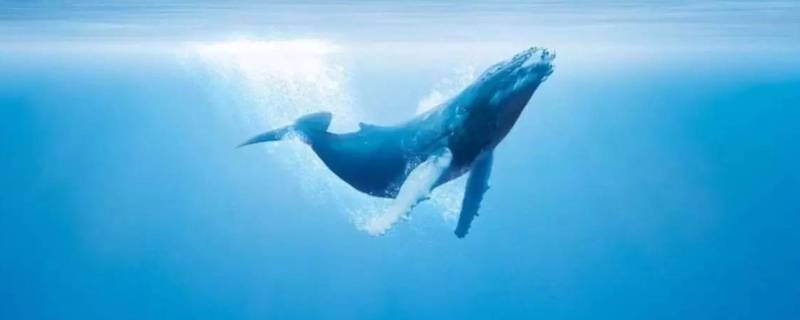 鲸鱼能活多久 鲸鱼能活多久英文