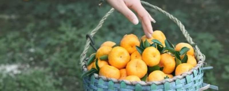 南丰蜜桔和沙糖桔的区别（南丰蜜桔与沙糖桔的区别）