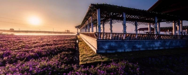 九洲伊甸园热带植物园在哪里 九洲伊甸园热带植物园在哪里啊