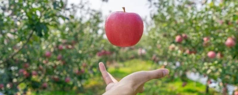 苹果什么时候传入中国 苹果什么时候传入中国的百度