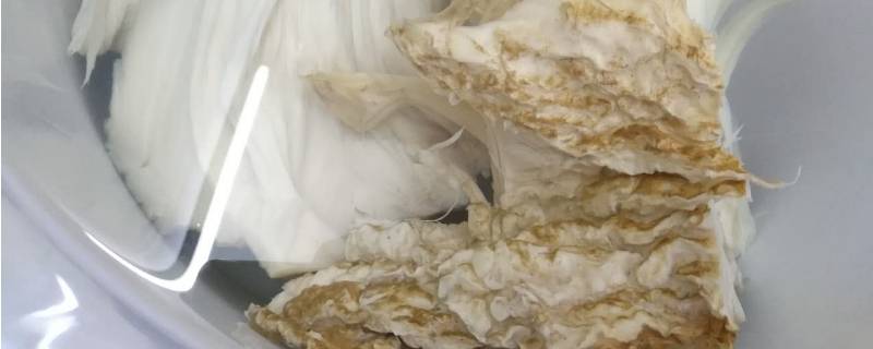 太岁是动物还是植物 太岁是动物还是植物?