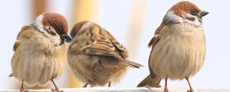 麻雀是几级保护动物吗（麻雀几级保护动物百度百科）