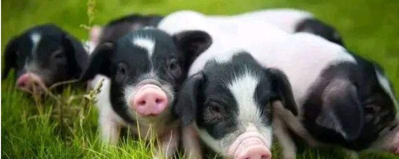 猪属于什么科目 驴属于什么科