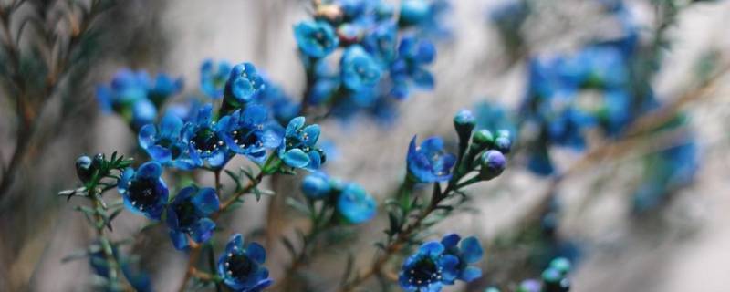 蓝色腊梅是天然的吗（蓝色腊梅是天然的吗还是人工）