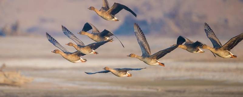 大雁往南飞的原因是什么（大雁往南飞是因为什么简单回答）