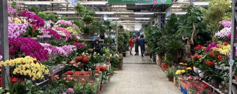北京花卉市场批发市场在哪里 北京最大花卉批发市场