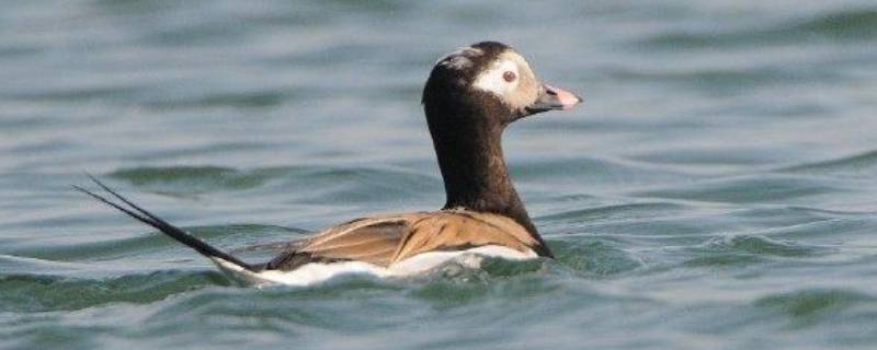 鸭子的尾巴像什么（鸭子的尾巴像什么答案一年级）