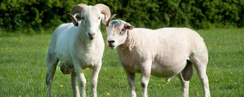 山羊的尾巴像什么（山羊的尾巴像什么一年级）