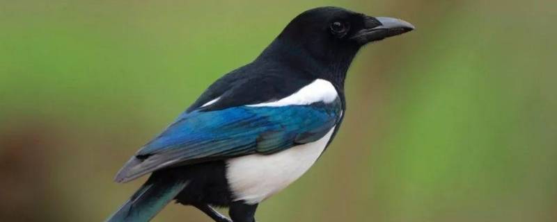 喜鹊是益鸟还是害鸟（麻雀是益鸟还是害鸟）