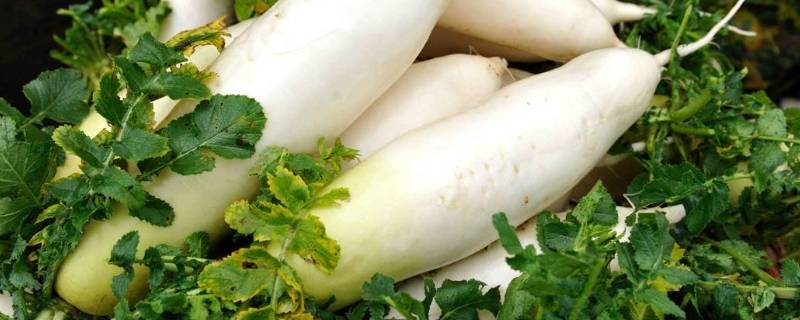 白萝卜要煮多久才熟（白萝卜要煮多久才熟）