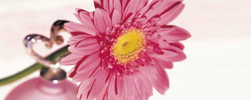 粉色代表什么意义和象征（蓝色代表什么寓意和象征意义）