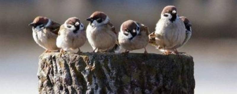 麻雀的寿命（一只麻雀的寿命）