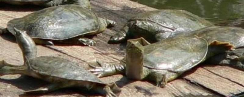 甲鱼冬天在水里会死吗（甲鱼冬天在水里会冻死吗）