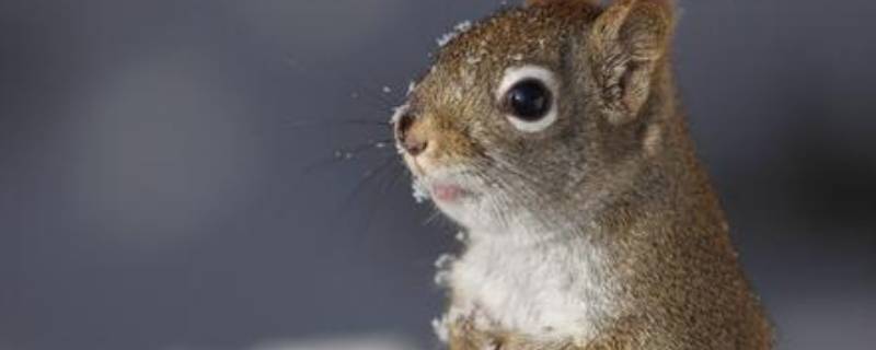 冬天能看到什么小动物（冬天能看到什么小动物的眼睛）