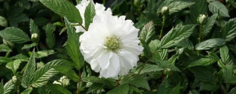 荼靡花的寓意 荼靡花的寓意和花语