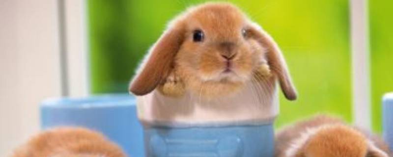 宠物可以上公交车吗（背着宠物可以上公交车吗）