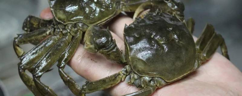 活螃蟹冷冻后还可以吃吗 活螃蟹冷冻后还可以吃吗为什么