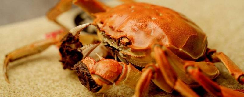 三两的螃蟹要蒸多久（三两的螃蟹要蒸多久?）