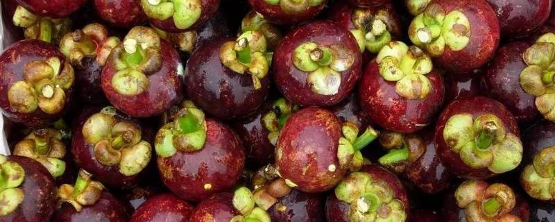 山竹中间的核能吃吗（山竹里面的核长什么样）