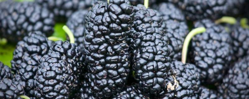 桑葚是碱性还是酸性（桑葚是碱性还是酸性食物）