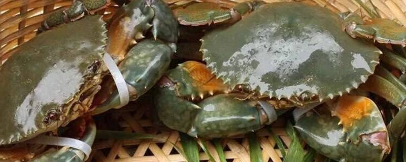 青蟹高压锅要蒸多久 青蟹高压锅要蒸多久能熟